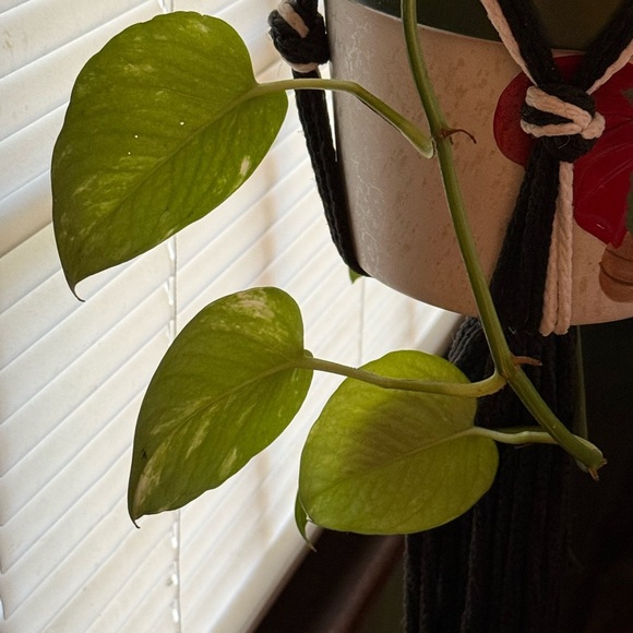 Pothos green and healthy Set of 2 long strands. Ready to plant-rooted - Picture 7 of 8